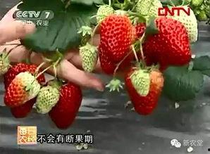 草莓国产在线视频,尽享田园风光与美味果实