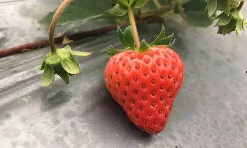 国产草莓视频