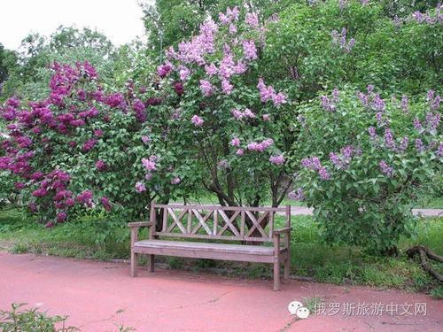 丁香六月国产,丁香六月国产生态发展概览